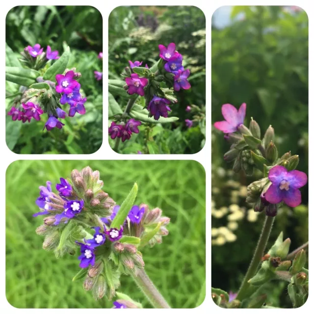 Ochsenzunge Anchusa officinalis Heilpflanze Blattgemüse