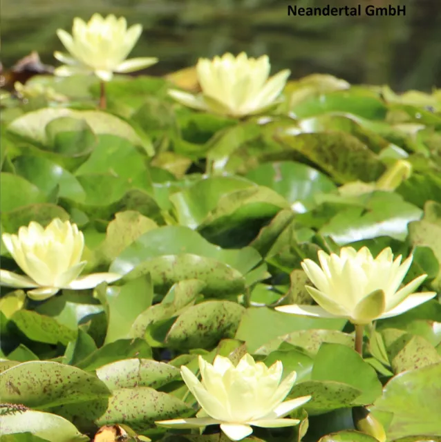 Gelbe Seerose winterharte Wasserpflanzen für den Teich Teichpflanzen Algenkiller