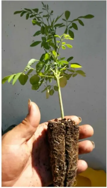 Moringa Oleifera Tree Live - 5''/15'' Plants |