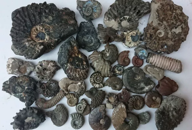 Ammonite Fossils Collection