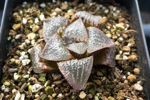 Succulent - Haworthia 'Tyou kuriamado' x splendens hyb. seedling