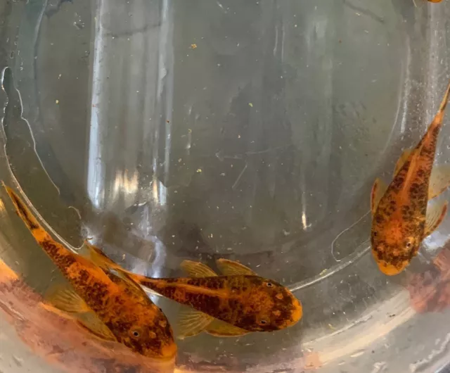 Calico Bristlenose Pleco!! Usa Hobbyist Bred And Raised. 🇺🇸🇺🇸🇺🇸 1”-1.5”