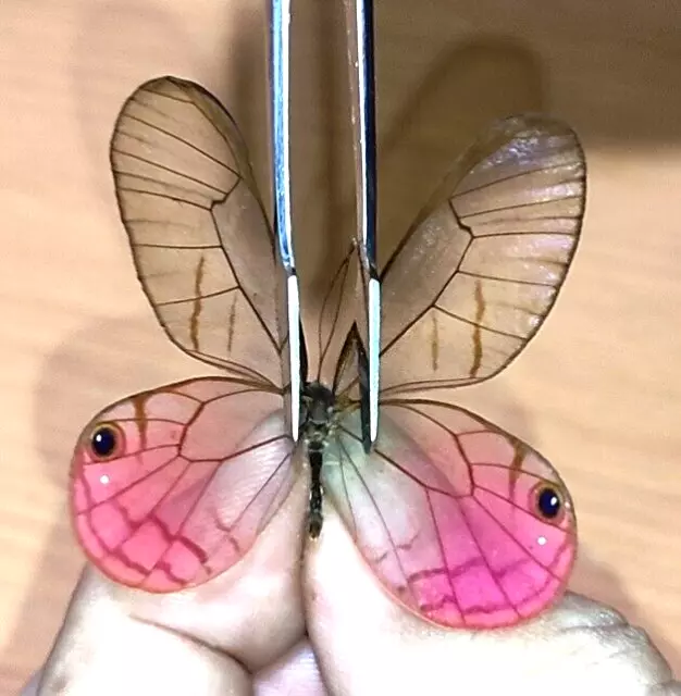 NYMPHALIDAE/Satyrinae Cithaerias aurorina, male    N°A295   Loreto Region PERU