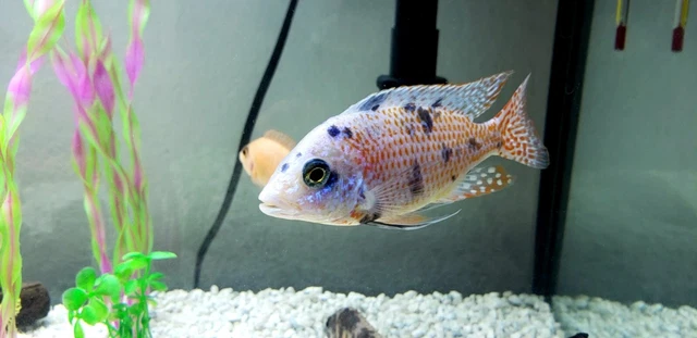 Platinum Red Empress OB 4" - 4.5" Size Freshwaer Live Cichlid Fish [Male]