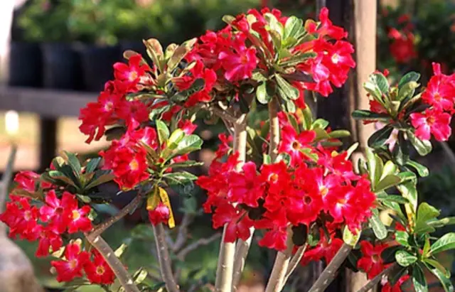 Adenium Obesum Arrogant 1 Planta Vq Rosa de México Arancio Desierto Rojo Laurel