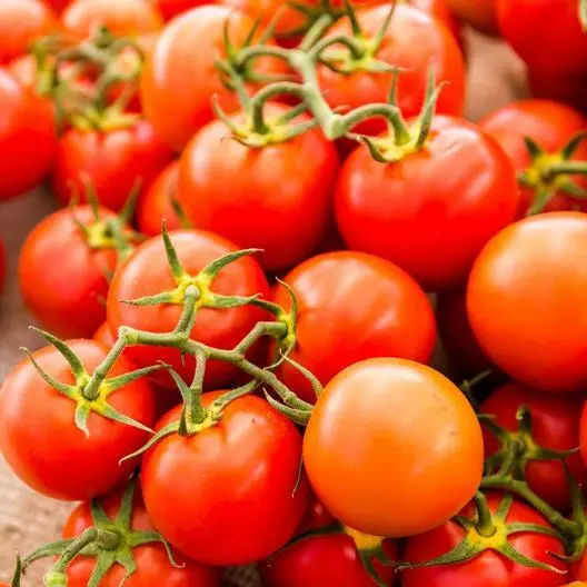 TOMATO SWEETIE 25+ seeds Prolific cherry heirloom garden vegetable easy grow