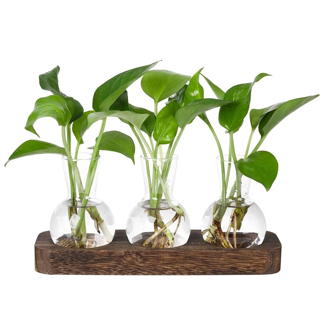 Grand Terrarium En Verre 50x30x25 Cm - France - Animaux Ou Plantes