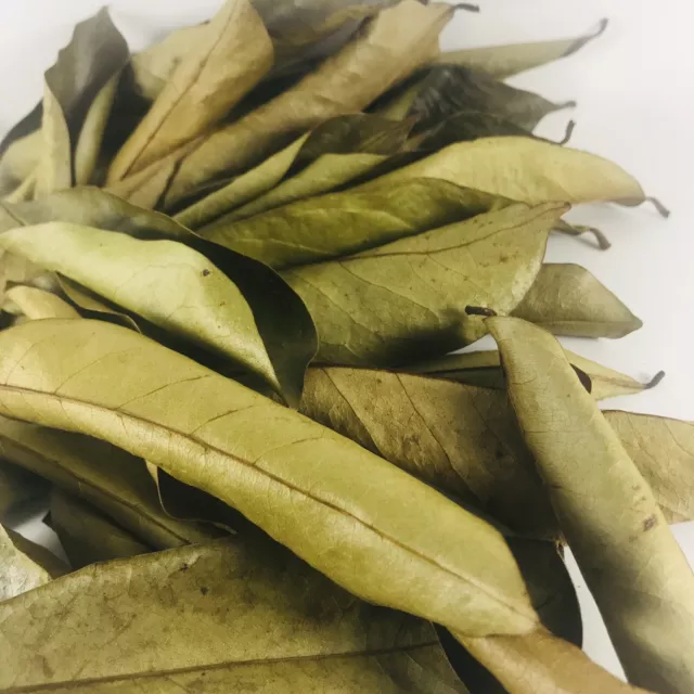 100 Dried Soursop Leaves Organic Natural Tea Annona Guanabana Graviola