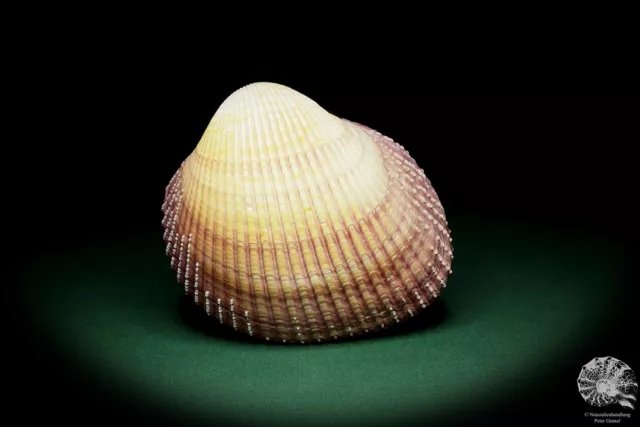 Maoricardium pseudolima Ostafrika Herzmuschel rezent Muschel shell conch Deko