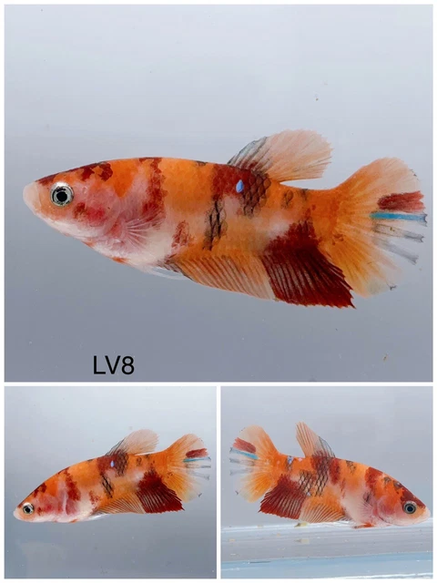 Betta Live Fish Female Nemo Candy HMPK LV8 Ask Seller Shipping Cost Before Buy