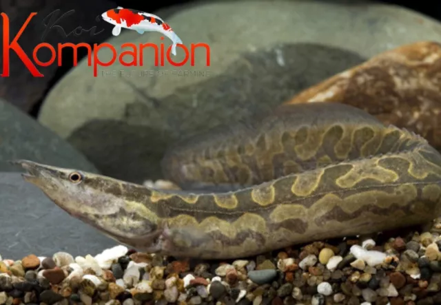 Medium 3-4" TiretrackEel Freshwater Fish Aquarium Tank Koi Kompanion