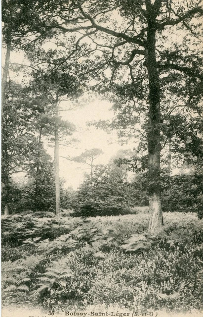 *29689 cpa Boissy Saint Léger - Clairière dans la forêt ..