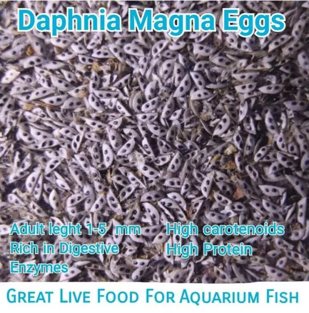 Daphnia Magna Eggs (Water Flea) Great Live Freshwater Fish Food Aquarium Betta