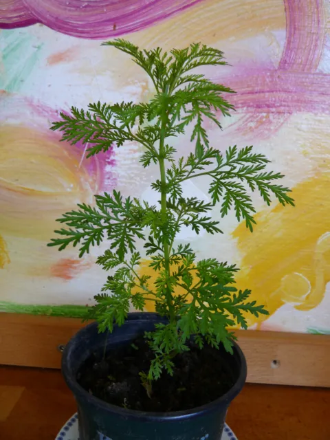 3 Pflanzen Artemisia annua einjähriger chinesischer Beifuß ca 4-5 cm