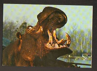 Saint-Vrain (91) Parc-Zoo / Hippopotame