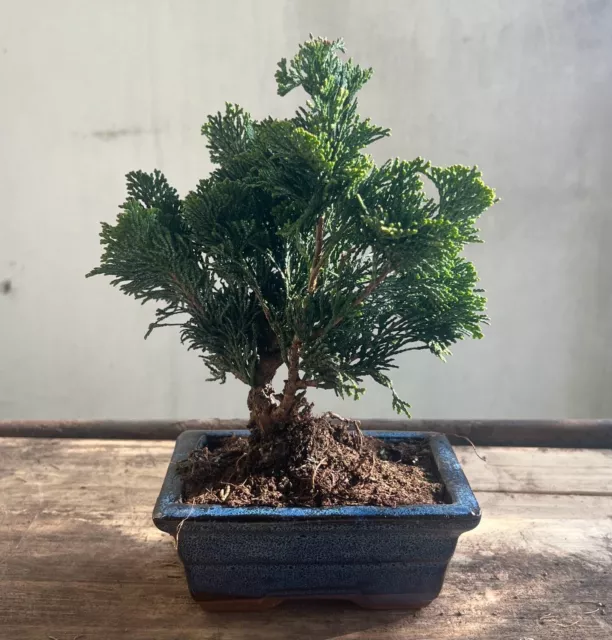 bonsai ginepro