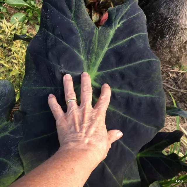 Colocasia Esculenta Illustris x 3 small Plants * BLACK BEAUTY TARO * Pots~Ponds