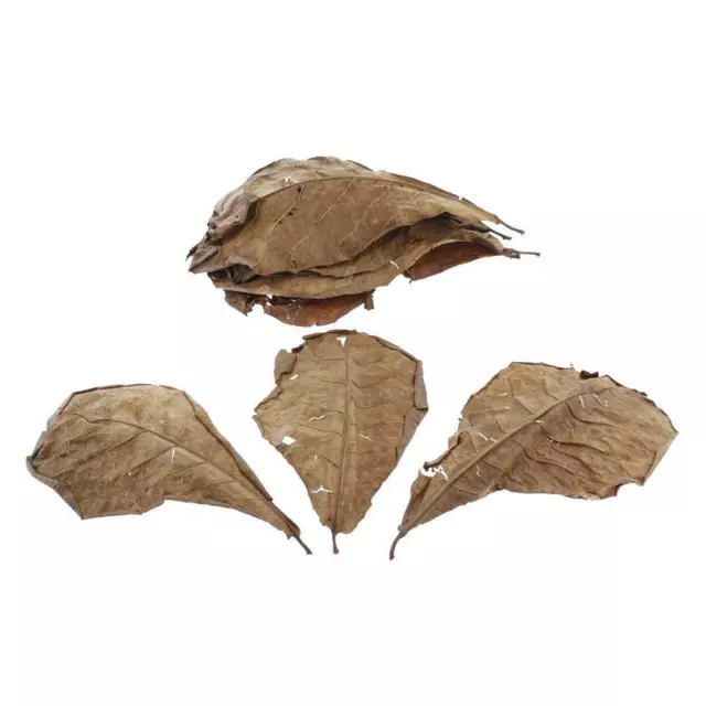 10pcs Natural Leaf Betta Leaves for Fish Tank Aquarium Pets