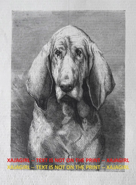 Dog Bloodhound Champion Named Rollo, Large 1880s Antique Print