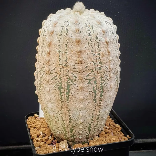 (AS8) 10 seeds of Astrophytum asterias VType Snow