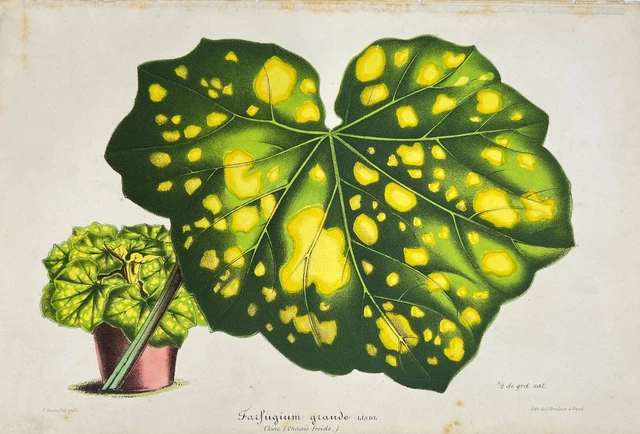 Old Lithography - Farfugium grande - Giant Leopard Plant - Chine - Flower