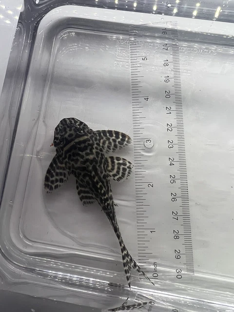 Hypancistrus sp. L333 Adult male- (Black and White King Tiger)