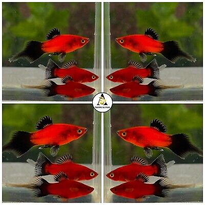 Super Red Platy Wagtail Pointed Tail - High Quality Platy Fish