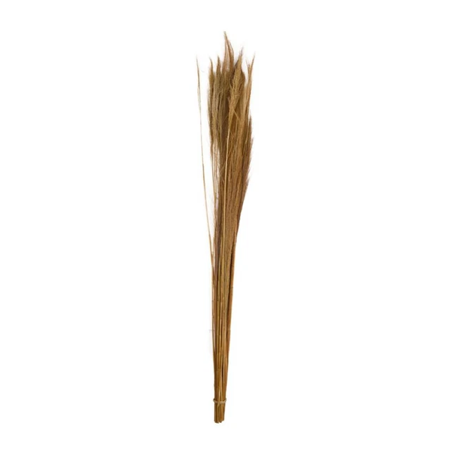 Ginstergras Natura - Thysanolaena - Lunghezza 90-105 CM - 100g