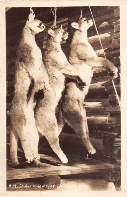J43/ Priest Lake Idaho RPPC Postcard c1940s Cougar Hunting Killed Hang 240