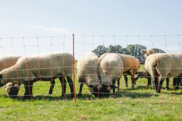 Schafnetz Topline Net 90cm oder 108cm 50m Schafzaun Elektrozaun Weidezaun