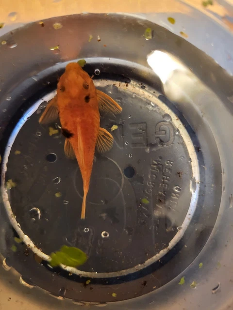 Proven FEMALE - SUPER RED Bristlenose Pleco | Ancistrus sp. | USA Tank Bred