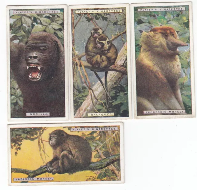 4 1924 Wildlife Painting Cards GORILLA JAPANESE & PROBOSCIS MONKEY  MACAQUES