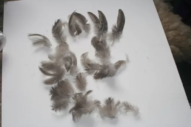 20+ petites plumes mixtes grises de canard artisanat liaison mouche etc.