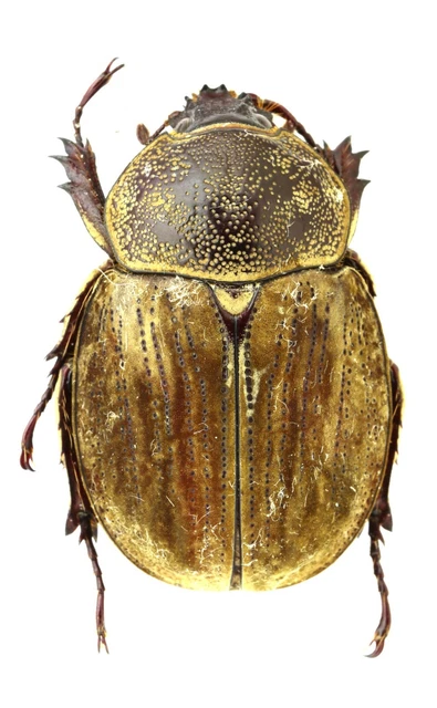 Beetles, Insects & Butterflies, Animals, Collectibles - PicClick CA