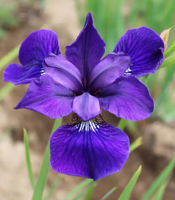 Marantha Siberian Iris - 3 root divisions