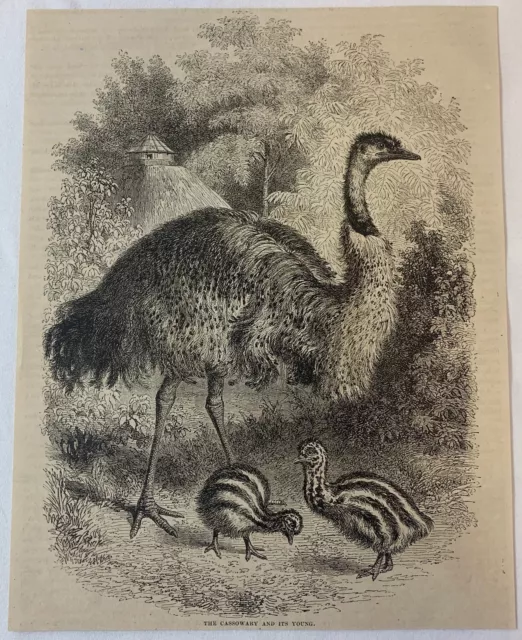 1877 Zeitschrift Gravur ~ Die Cassowary Und Its Jung