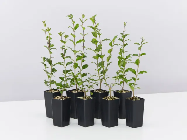 Ligustrum undulatum Box-leaved Privet Evergreen Hedging Pack