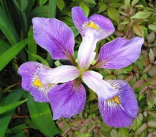Water Plants- Iris virginica  orchid