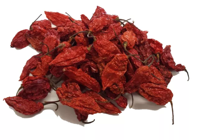 Naga Bhut Jolokia Chilli Pepper (Ghost Pepper) - CHILLIESontheWEB