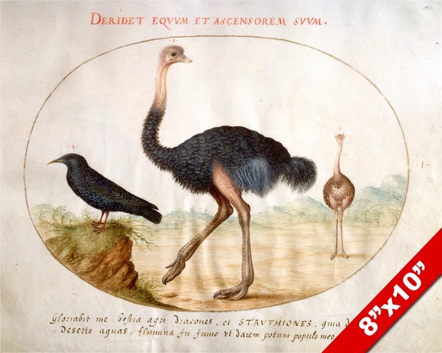 The African Ostrich Bird Watercolor Painting Art Real Canvas Giclee Print