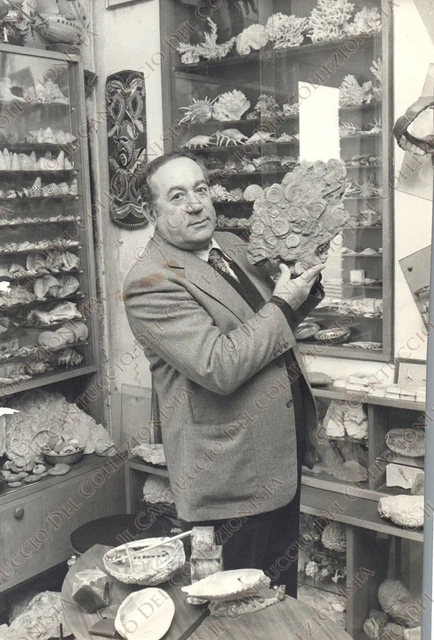 1982 Collezionista Carmine Di Nardo conchiglie Malacologia Fotografia