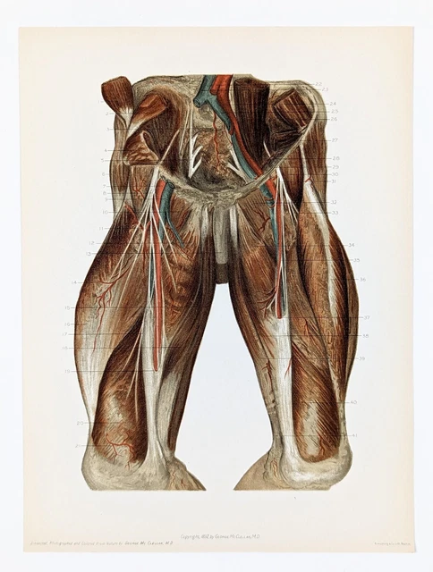 1892 Male Muscles Thighs Legs Anatomical Lithograph Dr. George McClellan Muscles