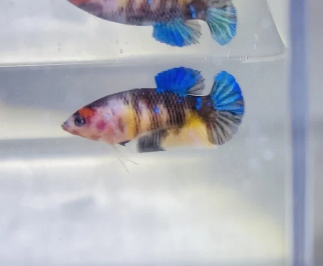 Live Betta Fish Galaxy Koi Female Halfmoon Plakat #2A