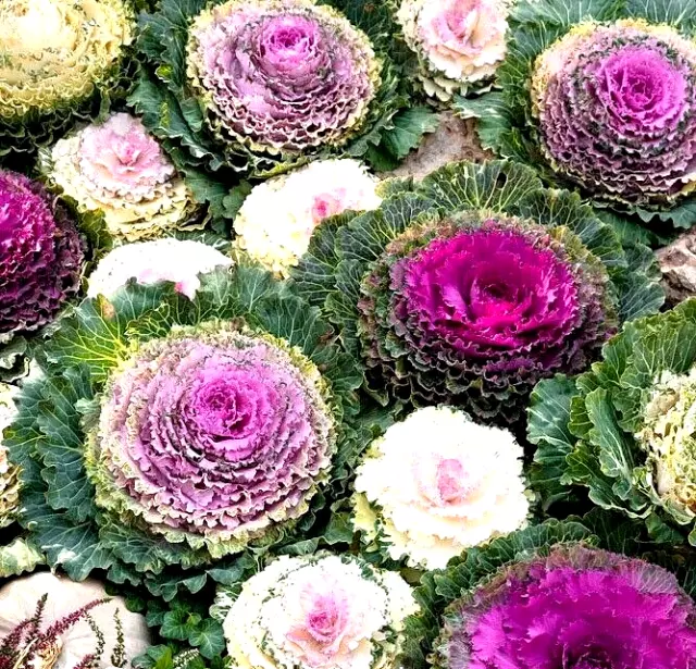 Semi Fiori Rari Cavolo Ornamentale - 200 Semi-Brassica Oleracea Var. Acephala