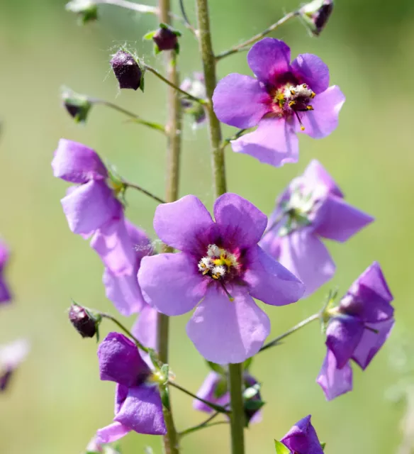 200 Samen violette Königskerze Verbascum phoeniceum