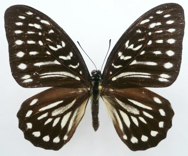 Graphium Felixi Male From Biak Isl