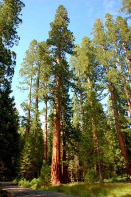 Sequoiadendron giganteum (Giant Sequoia) - 10 seeds