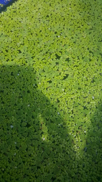 Live Azolla & Duckweed  Floating Aquarium Plants Fish / Pond / Shrimp