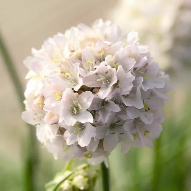 Armeria -  Morning Star WHITE  - 20 Seeds - Frost Hardy Perennial Rockery Thrift