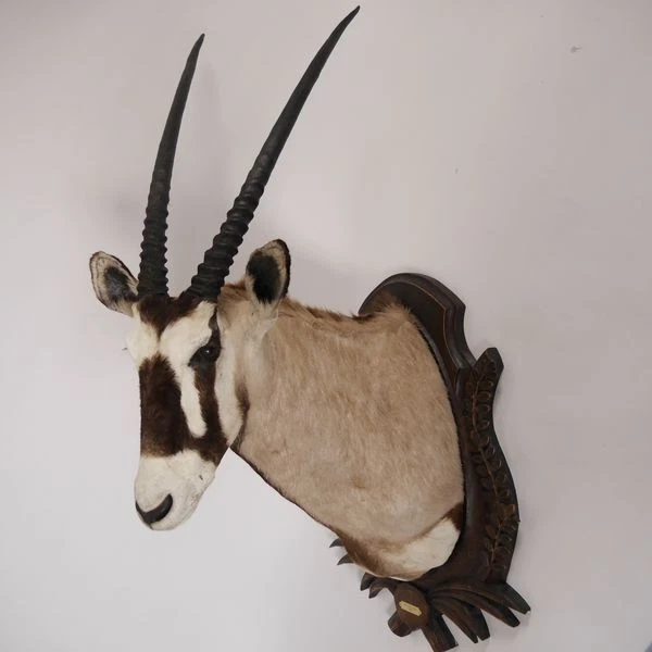 Grande Orix ( Gazella) Origen África Cabeza Preparado Antílope Gacela Gemsbok